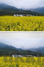大象喷水视频集锦-大象喷水，自然界的奇妙瞬间与欢乐集锦